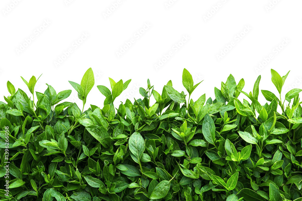 Verdant foliage displays vibrant green leaves creating a lush natural border Verdant foliage displays vibrant green leaves creating a lush natural border