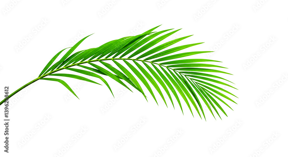 A bright green palm frond curves across a black background with detailed leaf structure visible clearly A bright green palm frond curves across a black background with detailed leaf structure visible clearly