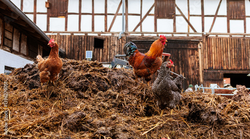 Chickens Foraging on Manure Pile by German Half-Timbered Building (Fachwerk)