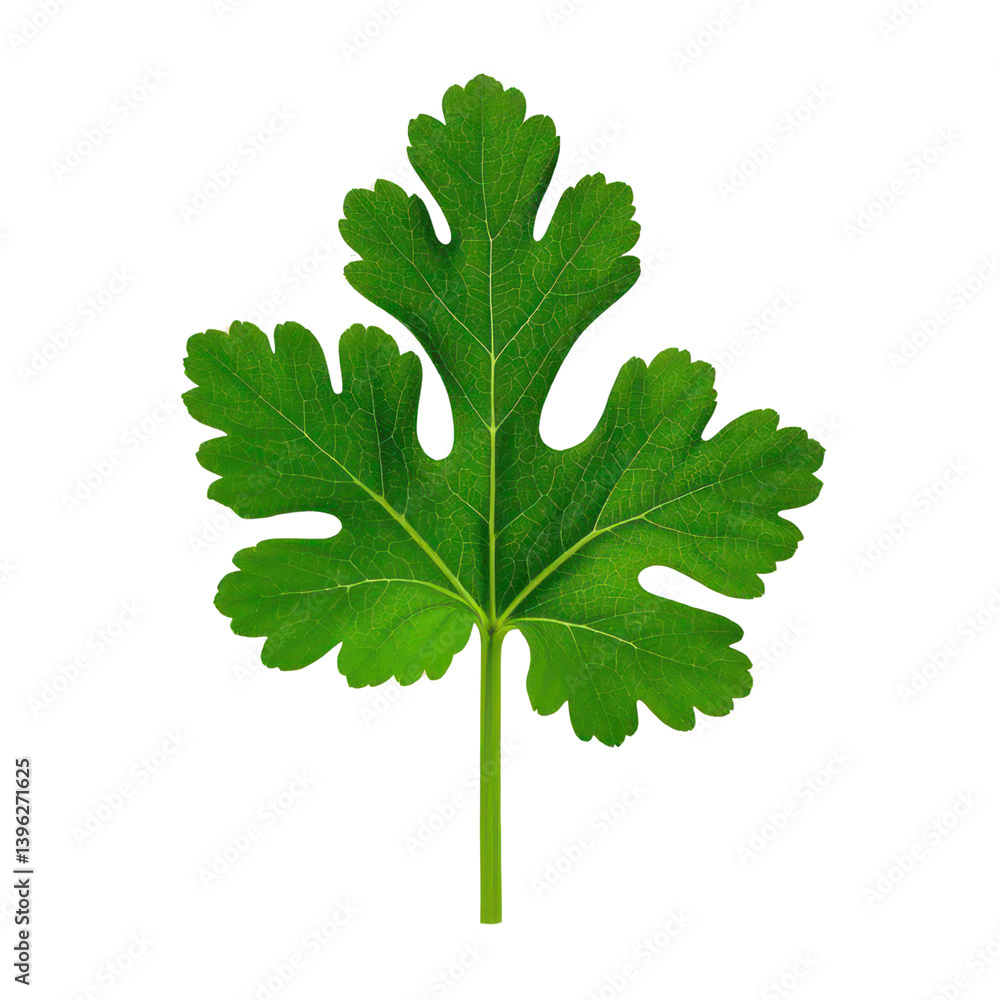 Coriander Leaves Isolated On Transparent Background, Generative AI Coriander Leaves Isolated On Transparent Background, Generative AI