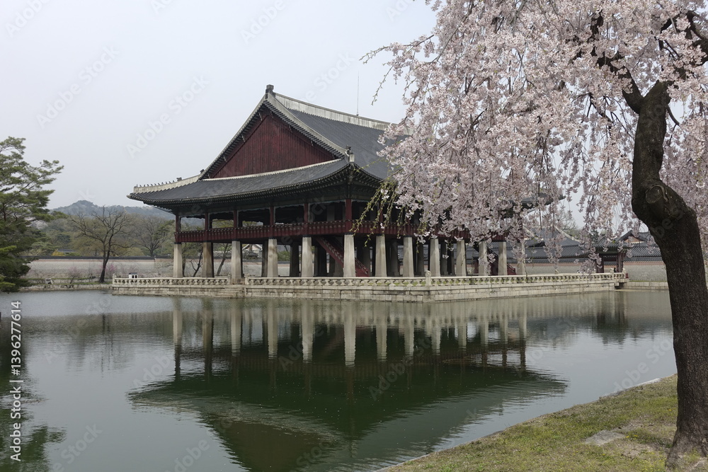 Naklejka premium 경복궁 경회루 얖 만개한 벚꽃 풍경