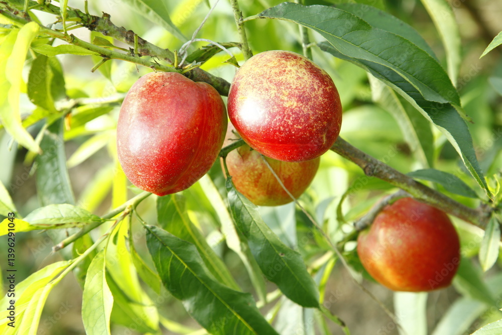 Organic peaches on tree branch Organic peaches on tree branch