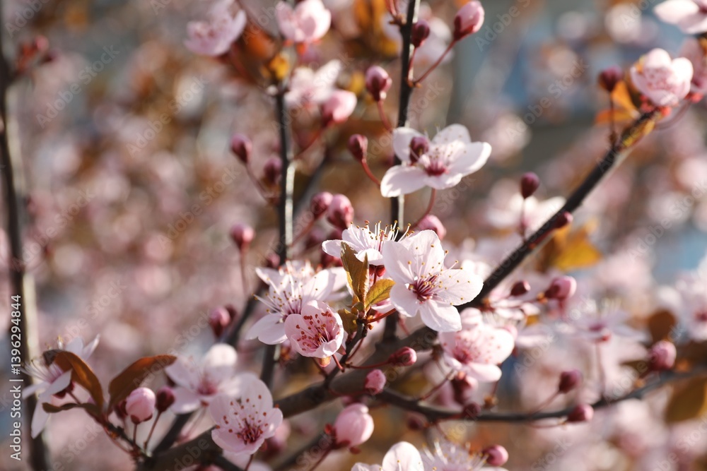 Beautiful blossoming cherry plum tree with pink flowers outdoors, closeup Beautiful blossoming cherry plum tree with pink flowers outdoors, closeup