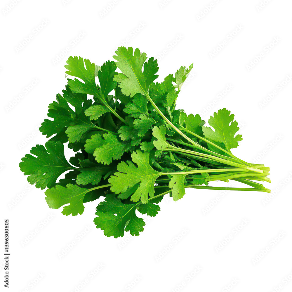 Coriander Leaves Isolated On Transparent Background, Generative AI Coriander Leaves Isolated On Transparent Background, Generative AI