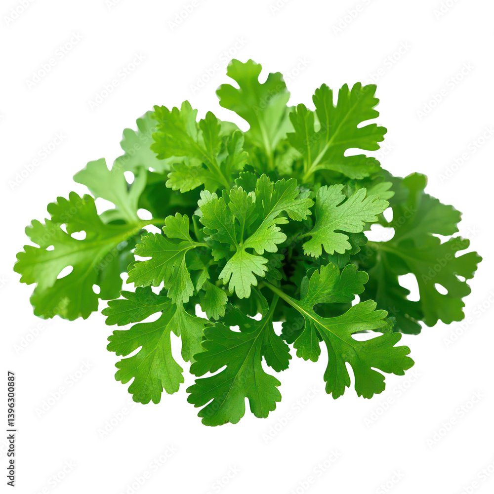 Coriander Leaves Isolated On Transparent Background, Generative AI Coriander Leaves Isolated On Transparent Background, Generative AI