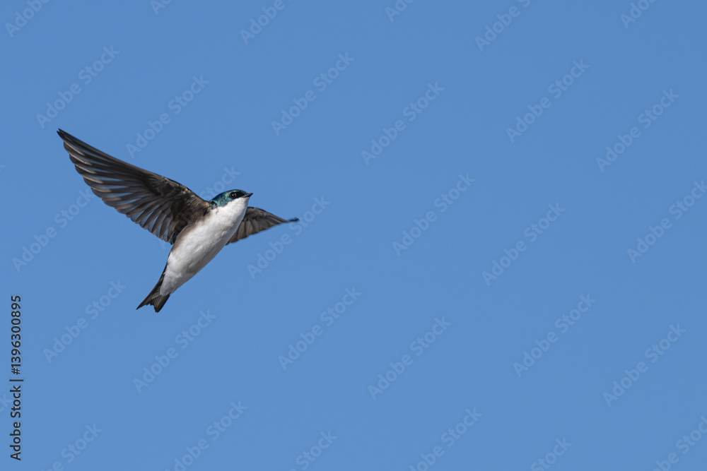 Tree swallow in flight against a blue sky. Tree swallow in flight against a blue sky.