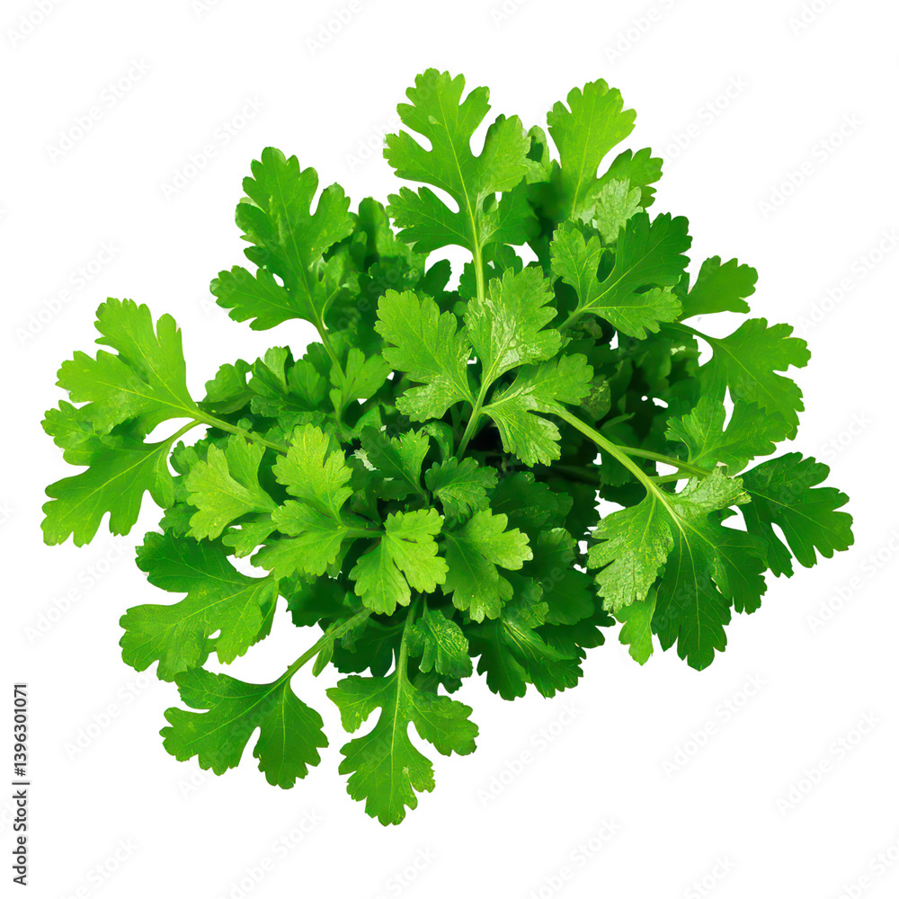 Coriander Leaves Isolated On Transparent Background, Generative AI Coriander Leaves Isolated On Transparent Background, Generative AI