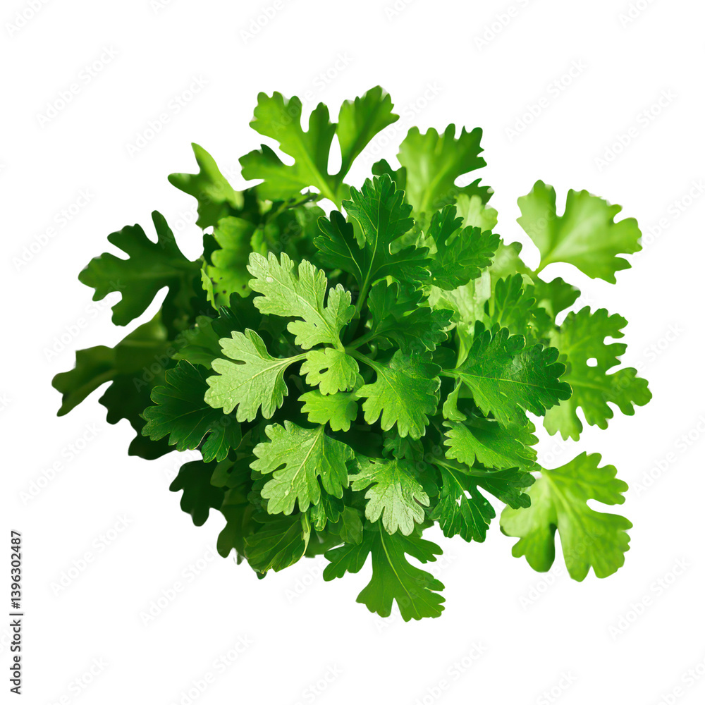 Coriander Leaves Isolated On Transparent Background, Generative AI Coriander Leaves Isolated On Transparent Background, Generative AI