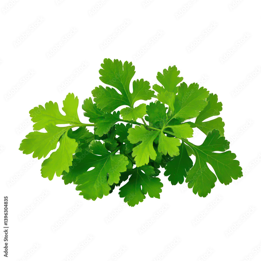 Coriander Leaves Isolated On Transparent Background, Generative AI Coriander Leaves Isolated On Transparent Background, Generative AI