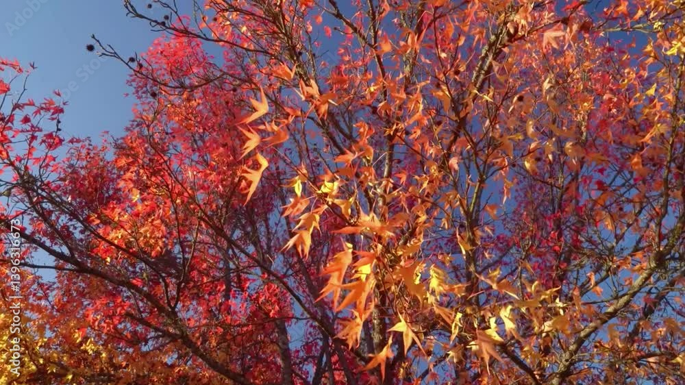 Autumn Vibes Leaves Falling in Morning Light
Autumn Vibes Leaves Falling in Morning Light