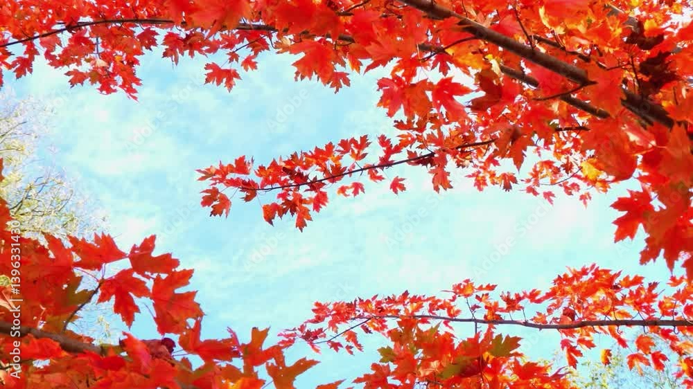 Autumn Vibes Leaves Falling in Morning Light
Autumn Vibes Leaves Falling in Morning Light