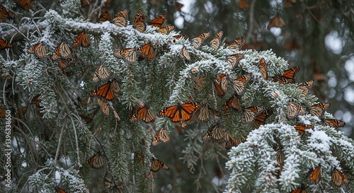 Bild auf Leinwand Monarch Butterflies Clustering On Oyamel Fir Branches Orange Wings Closed In Win