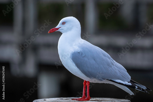 Silver Gull (Chroicocephalus novaehollandiae), Narooma, NSW, August 2024