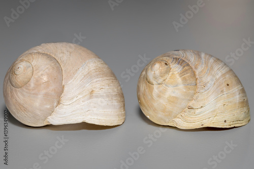Sordid Moon Snail (Polinices sordidus), Narooma, NSW, January 2023