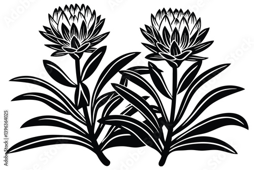 Fynbos, black  white,