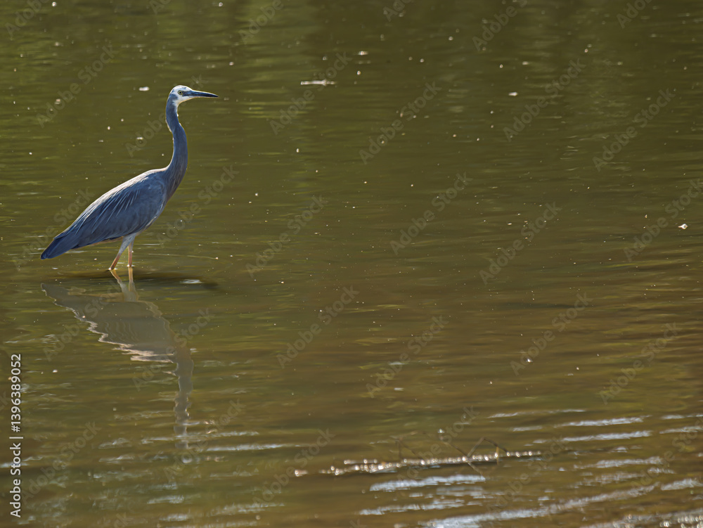 Naklejka premium Grey Heron Stands In Lake
