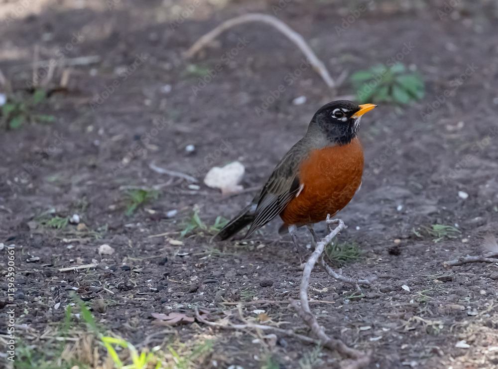 Red breasted Robin feeding on the ground Red breasted Robin feeding on the ground