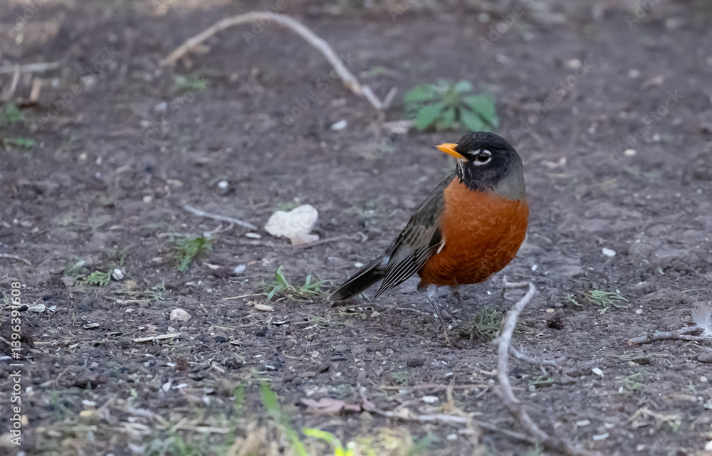 Red breasted Robin feeding on the ground Red breasted Robin feeding on the ground