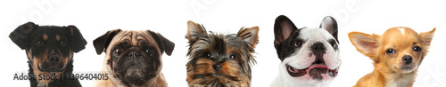 Photography Adorable dogs peeking out against white background
