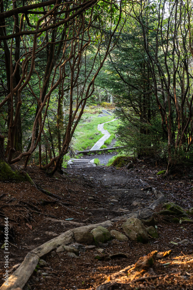 Fototapeta premium Boardwalk over Andrews Bald as Trail Exits Forest
