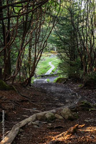 Boardwalk over Andrews Bald as Trail Exits Forest