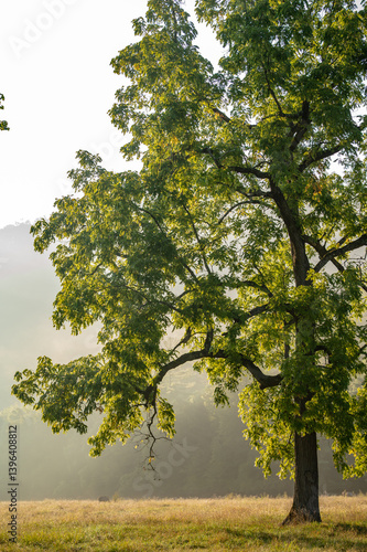 Obraz na płótnie Bright Green Tree Catches Foggy Morning Light w salonie
