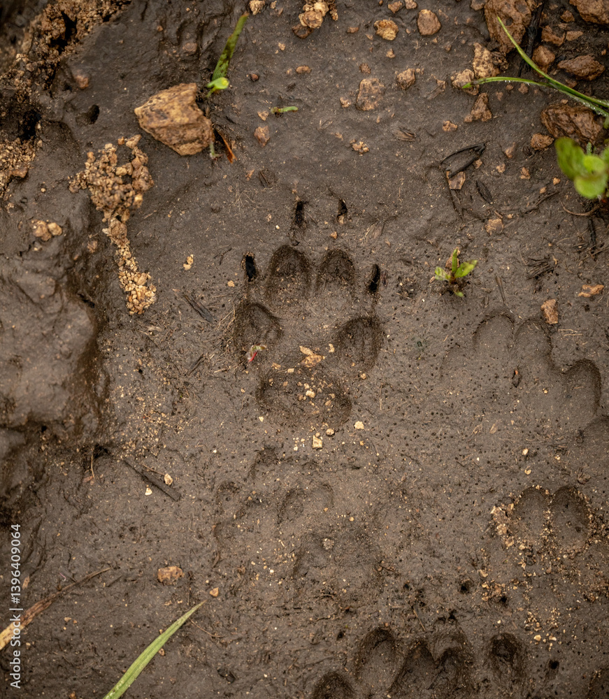 Channel Island Fox Print In Mud