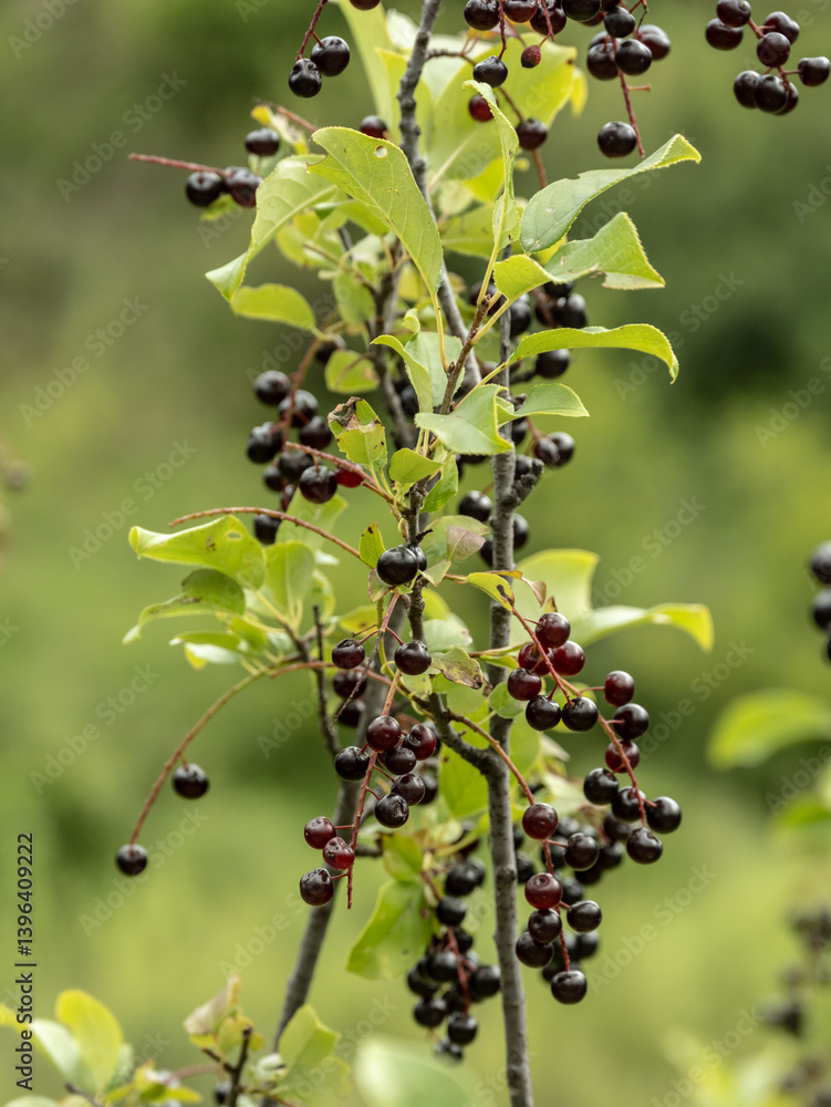 Chokecerries Ripen On The Bush In Wind Cave