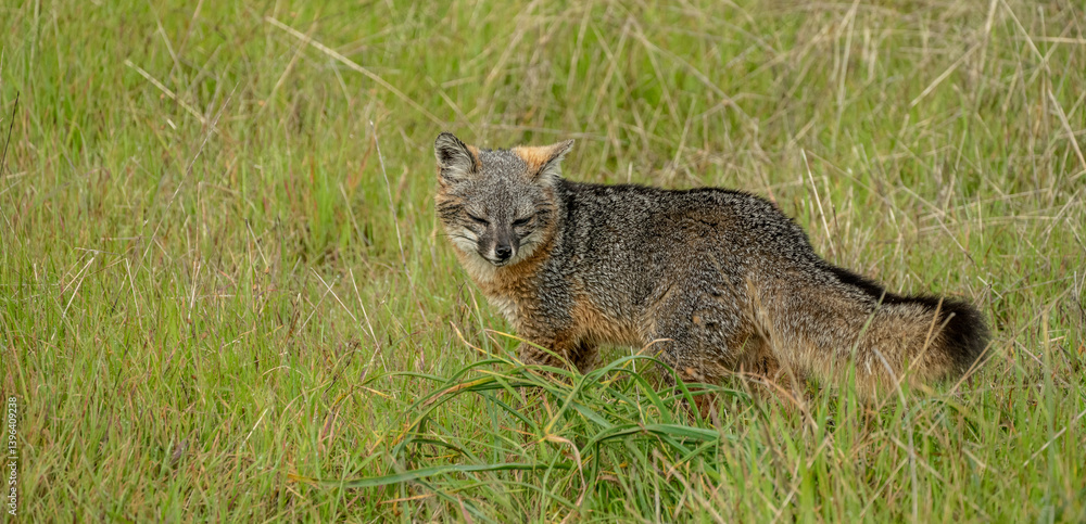 Channel Islands Fox Looks Back While Walking Through Field