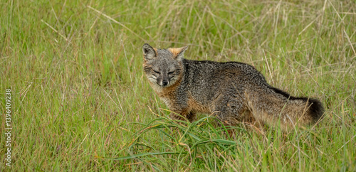 Obraz na płótnie Channel Islands Fox Looks Back While Walking Through Field w salonie