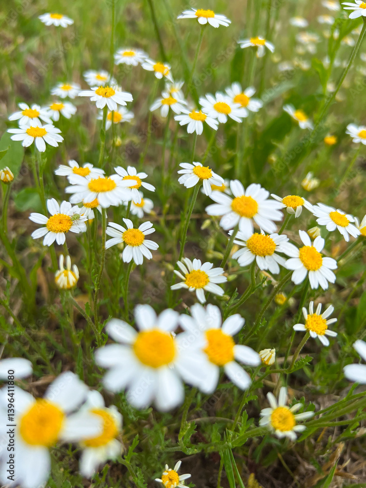 Fototapeta premium This scene showcases a vibrant field of daisies in full bloom, exuding charm and joy