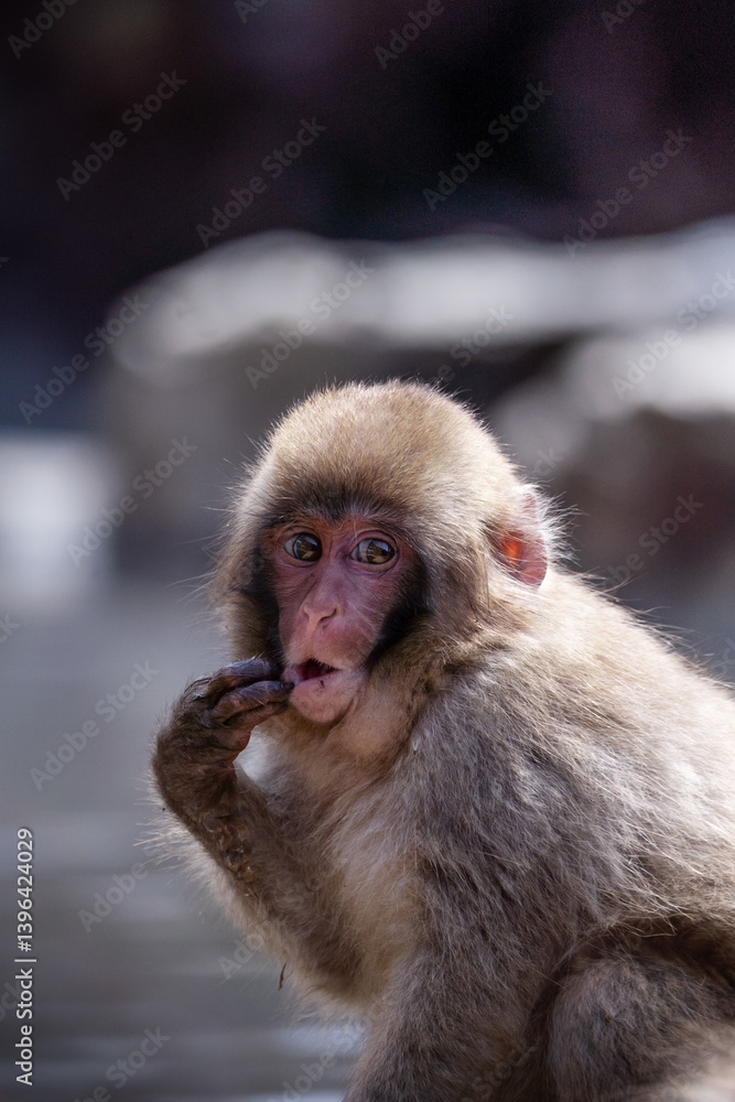 Naklejka premium Funny Close-Up Portrait of a Japanese Snow Monkey in Winter