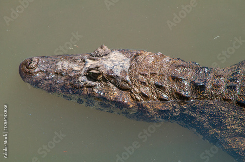 crocodile in the water