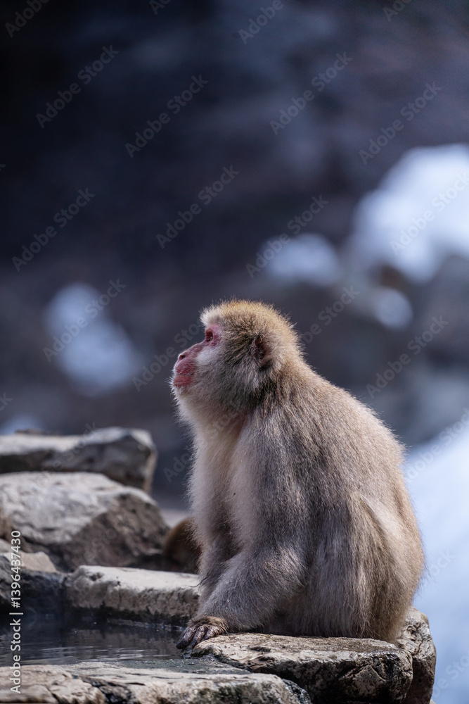 Naklejka premium Japanese Snow Monkey Gazing into the Distance