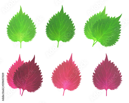 シソの葉 イラストセット