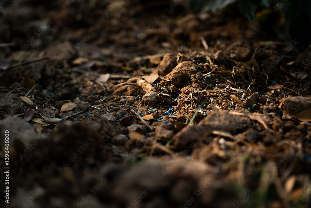 Exploring nature's hidden wonders soil ecosystem forest floor macro natural environment close-up biodiversity