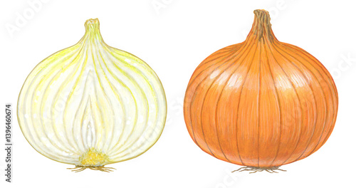 タマネギのイラスト - 断面