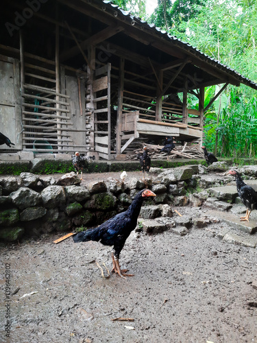 A calm chicken captured up close while lounging outside its coop. A glimpse into the simple, serene life of farm animals