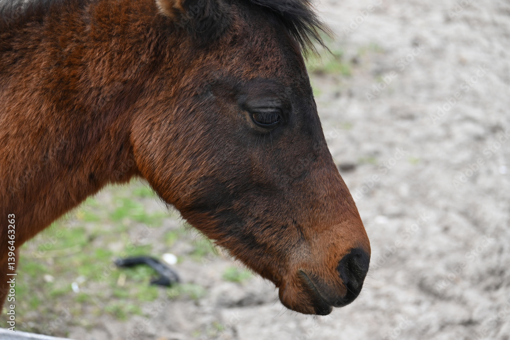 Brown Chincoteague Pony Mustang Horse's Head close up Brown Chincoteague Pony Mustang Horse's Head close up