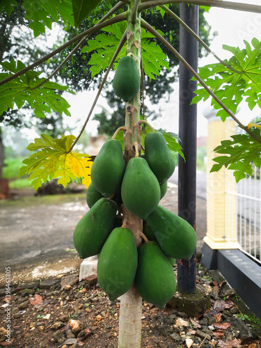 A lush papaya tree heavily laden with a generous amount of fruit