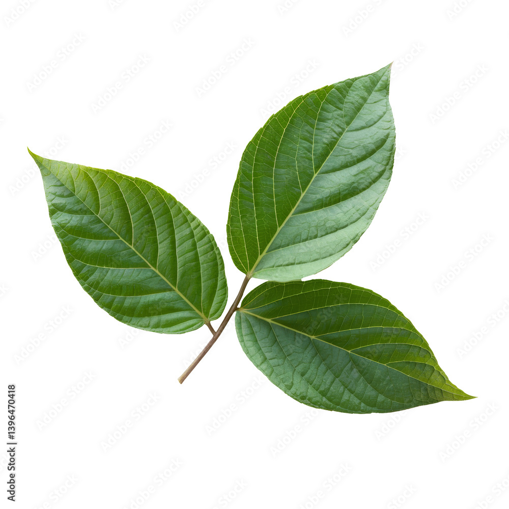 Obraz premium green leaves isolated on white background