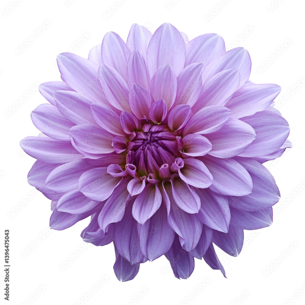 isolated purple dahlia flower on white background isolated purple dahlia flower on white background