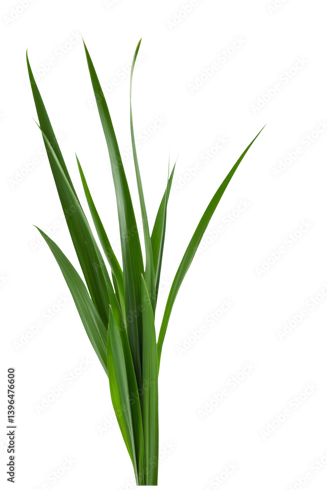 Fototapeta premium green grass blades isolated on white background