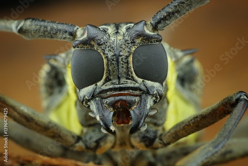 Fotografía Close-up shot of a longhorn beetle (likely from the Cerambycidae family), 10 apr