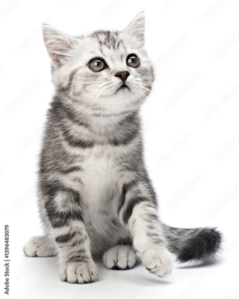 Obraz premium Charming tabby gray kitten, sitting isolated on white background. Striped British shorthair small baby cat sitting posing front view, looks to right of camera. Cute portrait animal Pet Studio shot
