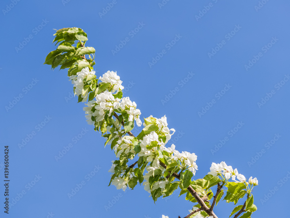 Apple tree branches with white flowers on a background of blue clear sky. Apple tree branches with white flowers on a background of blue clear sky.