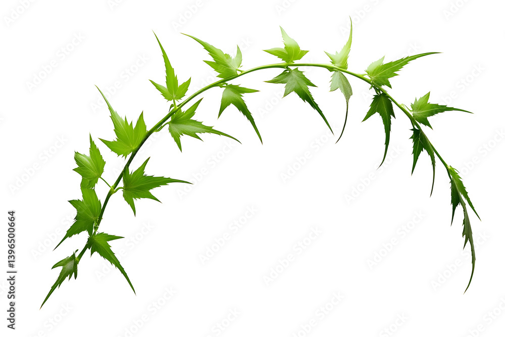 Green Vine Leaves Twirling Gracefully Green Vine Leaves Twirling Gracefully