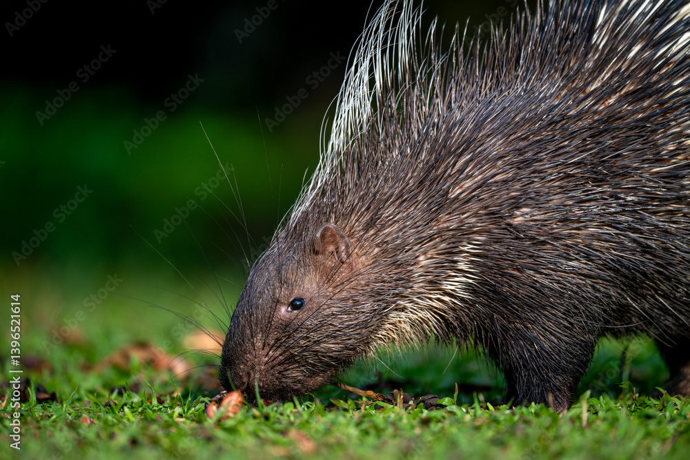 porcupine porcupine