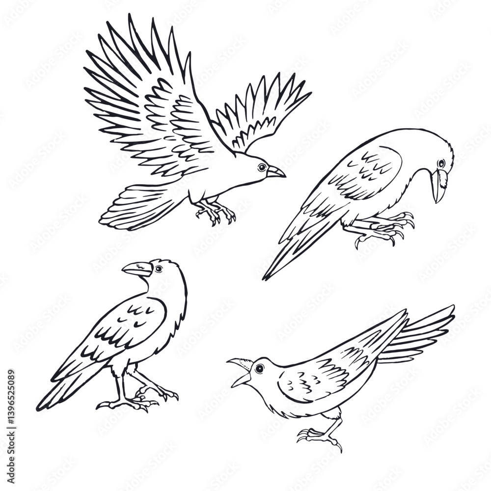 Obraz premium Hand drawn inky sketch style ravens or crows set isolated on white background. Mystic black and white birds bundle