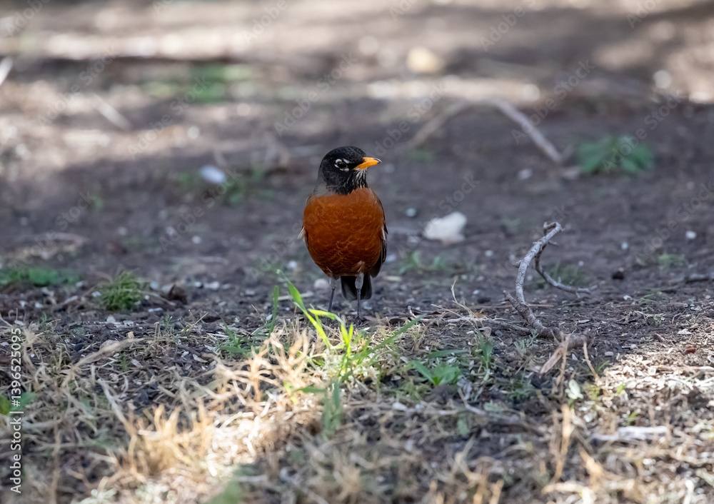 Red breasted Robin feeding on the ground Red breasted Robin feeding on the ground